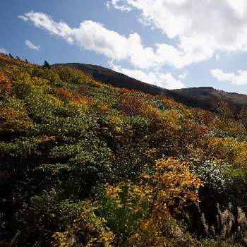 栗駒山の画像 by ここたんさん | お出かけ先と紅葉と紅葉（こうよう）と花いろいろと栗駒山と君も花が好きなのかと花のある暮らしと神の絨毯