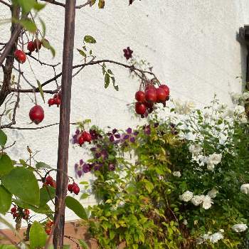 クレマチス ミケリテの投稿画像一覧 Greensnap グリーンスナップ