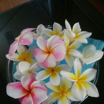 南国の花の投稿画像一覧 Greensnap グリーンスナップ