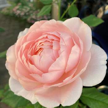 アンブリッジローズの画像 by あずままさん | 小さな庭とアンブリッジローズとやっぱりバラが好きと月曜にはバラをと挿木っ子と可愛い〜♡と鉢植え✨と月曜日にはバラをと大好き♡︎ʾʾとバラを楽しむ