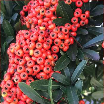 ピラカンサ の投稿画像一覧 Greensnap グリーンスナップ