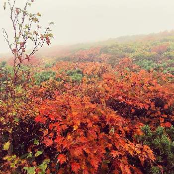 栗駒山の画像 by e.mさん | お出かけ先と日帰り登山と 紅葉と栗駒山