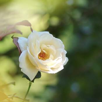 ✨バラの画像 by 伊豆野サクラさん | バラ 薫乃と花のある暮らしと伊豆の庭と月曜日には  バラをと✨バラ
