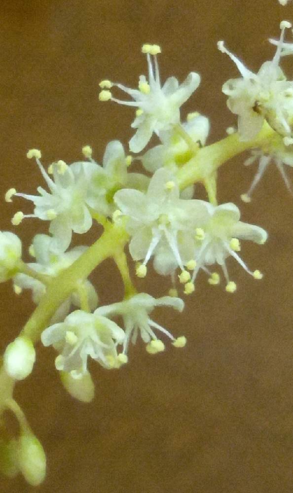 オカワカメの花の投稿画像 By ハッピーさん 部屋と不思議な形と秋風にゆれる花 とみどりのあるくらしと小さな幸せ と自然の不思議と生命力 と不思議な形と秋風にゆれる花とみどりのあるくらしと小さな幸せ と自然の不思議と生命力 21月10月4日 Greensnap