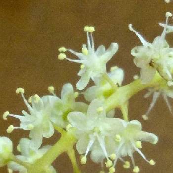 オカワカメの花の投稿画像一覧 Greensnap グリーンスナップ