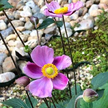 秋明菊ピンクの画像 by 茉莉花さん | 小さな庭と秋明菊ピンクと耐寒性宿根草とおうち園芸