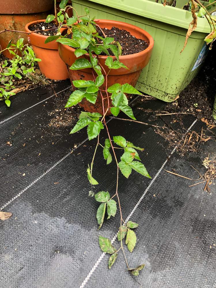 バラ科キイチゴ属ブラックベリー Greensnap グリーンスナップ