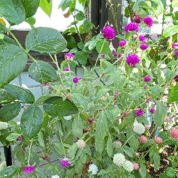 ポンポン咲きの投稿画像一覧 Greensnap グリーンスナップ