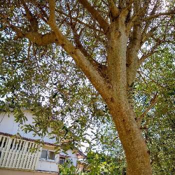 ぐんぐん伸びるの画像 by クラゲさんさん | 広い庭とオリーブとオリーブの木と巨大化とぐんぐん伸びると分枝