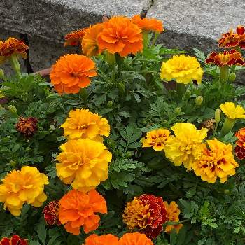道路沿いの花壇の画像 by フミさん | お出かけ先とマリーゴールドと黄色い花と散歩中と道路沿いの花壇と月曜日にビタミンカラー