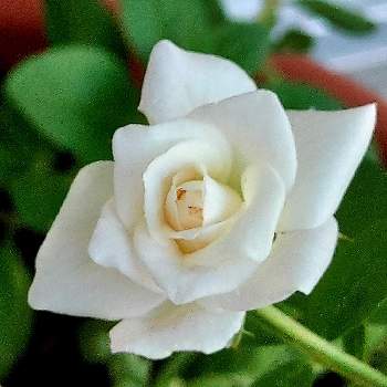 バラの新苗の画像 by IKUMAMAさん | 小さな庭と咲いてくれてありがとう❤とキレイ☆とおうち園芸とバラの新苗とアイスバーグ♡とバラ・ミニバラとバラを楽しむ