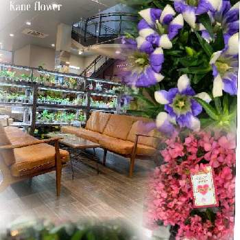 りんどう 白寿の投稿画像一覧 Greensnap グリーンスナップ