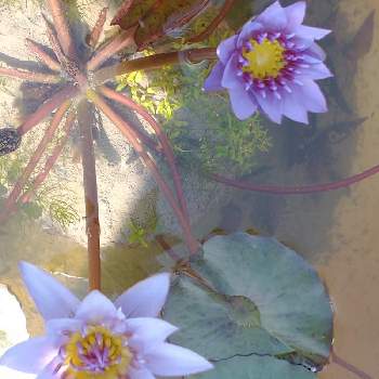 ハナカズラの花の画像 by hiroさん | 医療関係者に感謝と睡蓮の花とJuneの会と北川村 モネの庭と睡蓮の庭とコロナに負けるな‼️とハナカズラの花と北川村モネの庭マルモッタンと青(紫)の花が好き❤︎