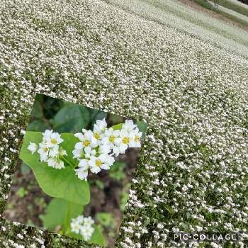 白い小さな花の投稿画像一覧 Greensnap グリーンスナップ