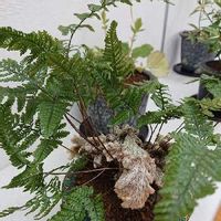 シノブの育て方 肥料や水やり 日当たりの加減は Greensnap グリーンスナップ