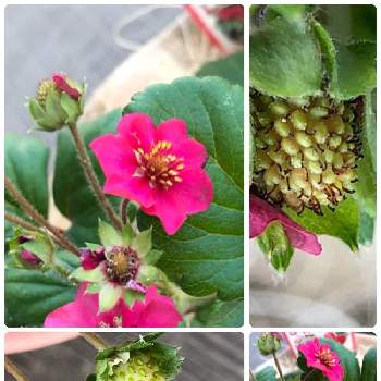 サントリー本気野菜 イチゴ ローズベリー レッドの投稿画像一覧 Greensnap グリーンスナップ