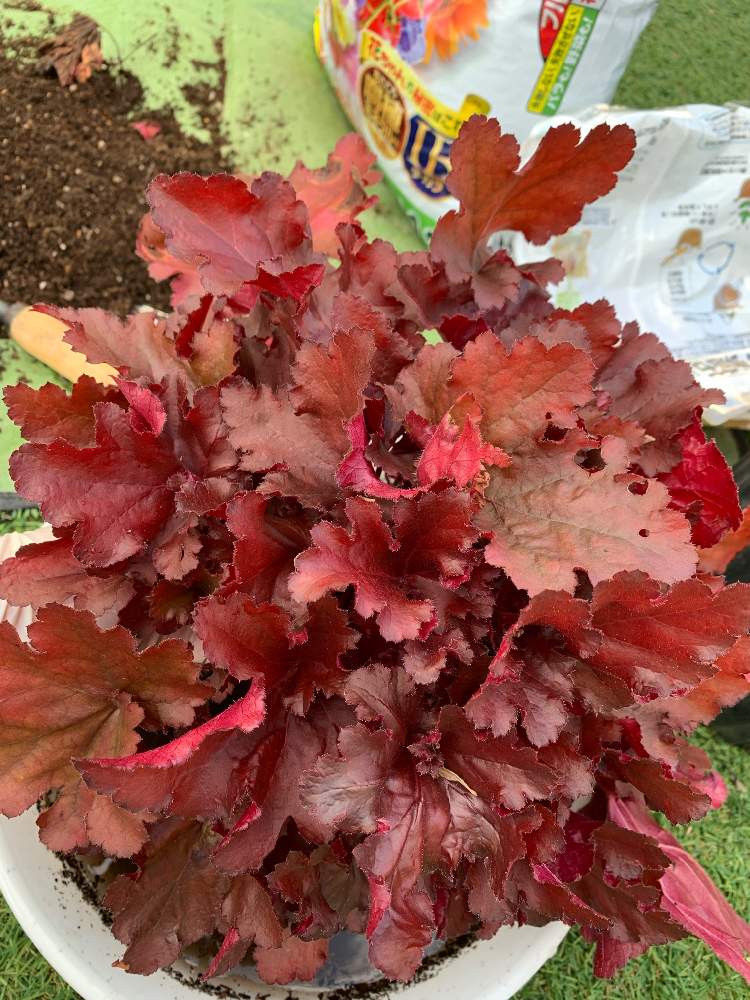 ヒューケラの株分けに挑戦 Greensnap グリーンスナップ