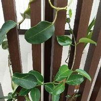 マダガスカルジャスミンの育て方 植える時期や剪定方法は Greensnap グリーンスナップ マダガスカルジャスミンの育て方 植える時期や剪定方法は Greensnap グリーンスナップ