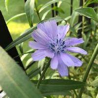 チコリの育て方 ハーブやエディブルフラワーとしても栽培できる Greensnap グリーンスナップ