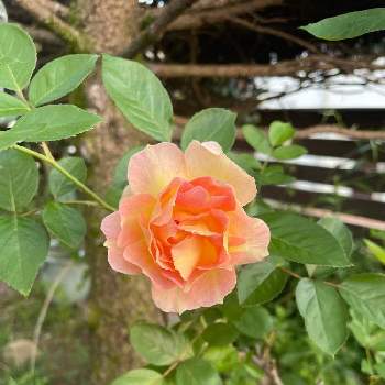バラ ラパリジェンヌの画像 by mamyさん | 小さな庭とバラ ラパリジェンヌとガーデンとナチュラルが好きとばら バラ 薔薇と花のある暮らしとかわいい