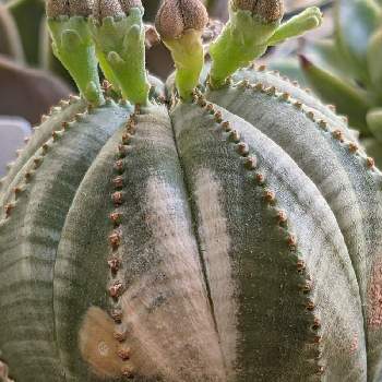 日焼けの投稿画像一覧 Greensnap グリーンスナップ