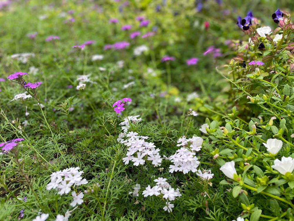 タピアンの投稿画像 By ねこひげガーデンさん 広い庭と千葉県とナチュラルガーデンと植中毒と白い花とグランドカバー と庭の宿根草と千葉県とナチュラルガーデンと植中毒と白い花とグランドカバーと庭の宿根草 21月10月4日 Greensnap グリーンスナップ