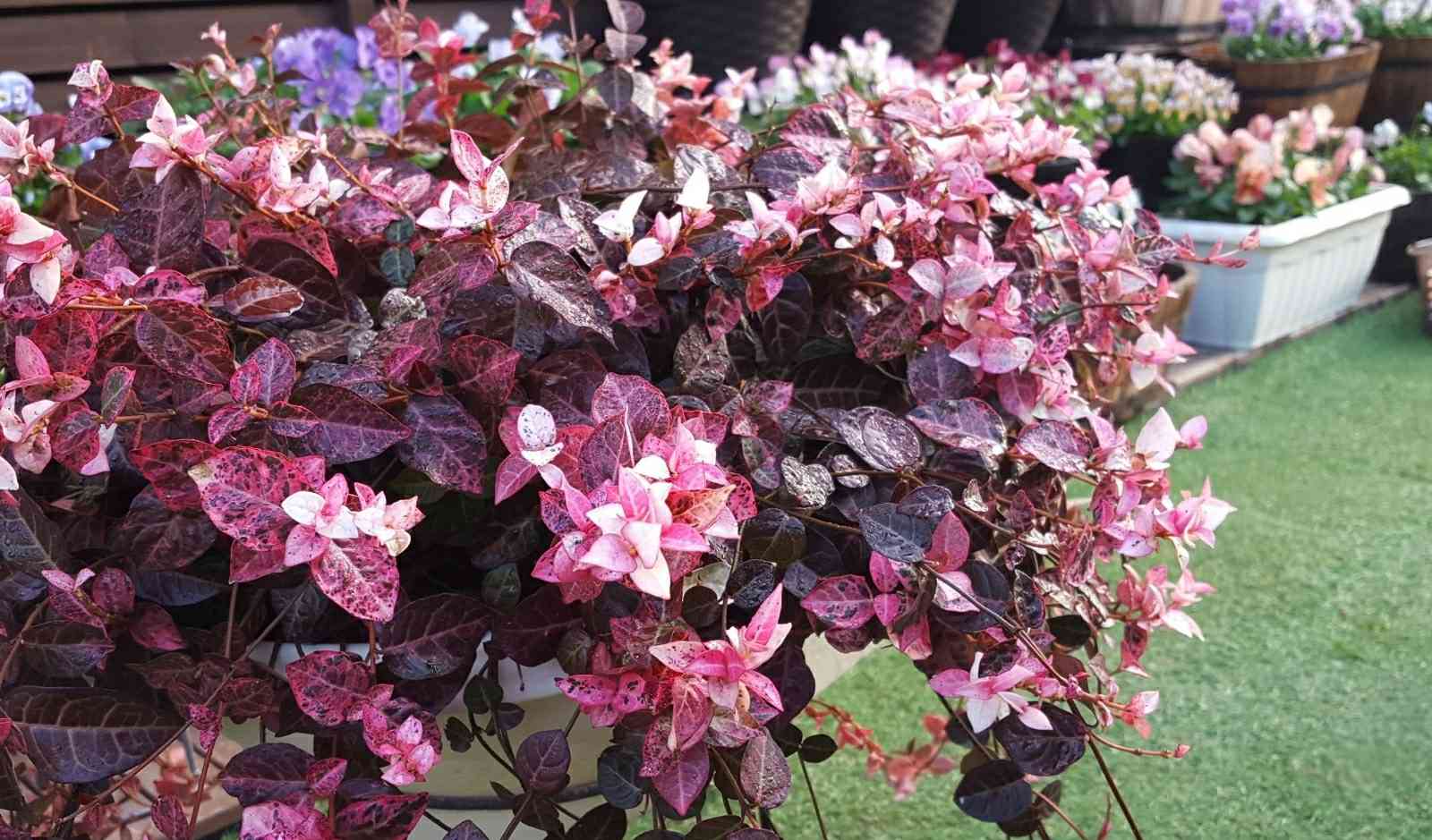 ハツユキカズラの花が咲いてきました。「綺麗に咲きました