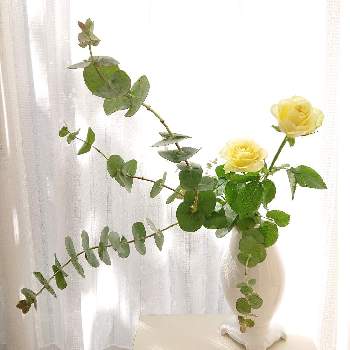エールの画像 by きこちゃんさん | 窓辺とバラとユーカリといけばなと花のある暮らしとエールと感謝❤️