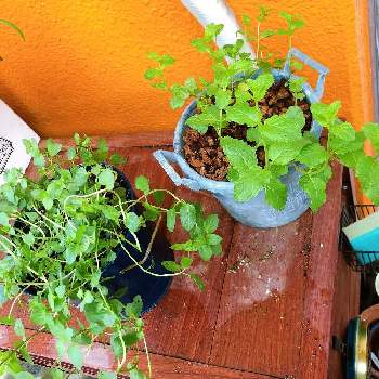 モロッカンミントの投稿画像一覧 Greensnap グリーンスナップ モロッカンミントの投稿画像一覧 Greensnap グリーンスナップ