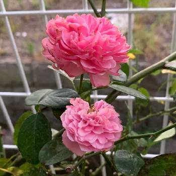 レオナルドダヴィンチの画像 by ba –baraさん | フェンスとレオナルドダヴィンチとつるバラと返り咲きとピンクのバラ♡