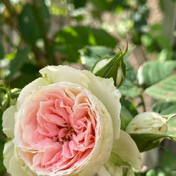 ロゼット咲きの画像 by MIさん | 小さな庭とバラとバラ パシュミナとパシュミナとロゼット咲きと薔薇愛同盟
