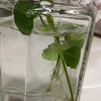 テッサの育て方 季節ごとの注意すべきポイントは Greensnap グリーンスナップ テッサの育て方 季節ごとの注意すべきポイントは Greensnap グリーンスナップ