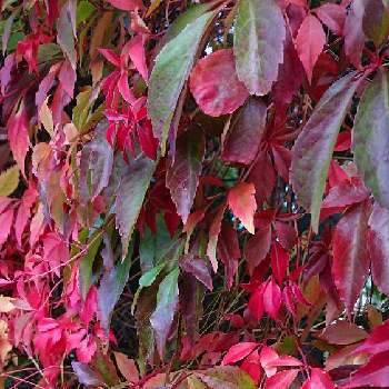 Parthenocissus quinquefolia,オランダ,秋を感じる,秋色,紅葉（こうよう）の画像