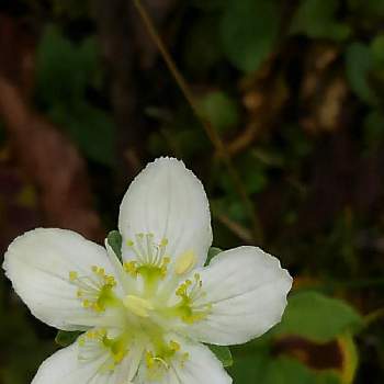 美ヶ原高原の投稿画像一覧 Greensnap グリーンスナップ