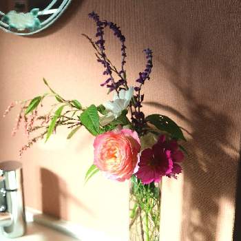 フォーユアホーム,コスモス,蓼藍（たであい）,アメジストセージ,花のある暮らしの画像