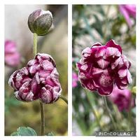 シュウメイギク 秋明菊 の育て方 植え付け時期や栽培適所は Greensnap グリーンスナップ