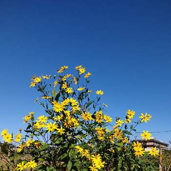 青空と花の画像 by midorigonzさん | ひまわり♪ときいろい花と青空と一緒にとあおぞら♪と雲仲間と青空と花とウォーキング中と青空に映える