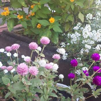 3色の画像 by しいちゃんさん | 小さな庭とピンクの花と3色と台風で…と今日のお花とせんにちこうと白い花と紫の花