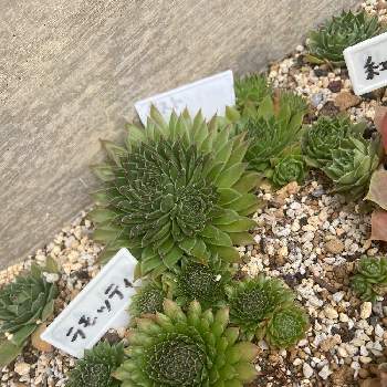 センペル花壇の投稿画像一覧 Greensnap グリーンスナップ センペル花壇の投稿画像一覧 Greensnap グリーンスナップ