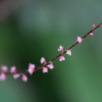 ミズヒキの花の投稿画像一覧 Greensnap グリーンスナップ