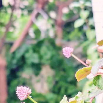 ピンクの葉っぱの投稿画像一覧 Greensnap グリーンスナップ