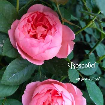 バラ ボスコベルの画像 by モコママさん | 薔薇♪とバラを楽しむとばら バラ 薔薇とバラ ボスコベル