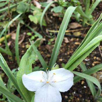 つゆ草 の投稿画像一覧 Greensnap グリーンスナップ