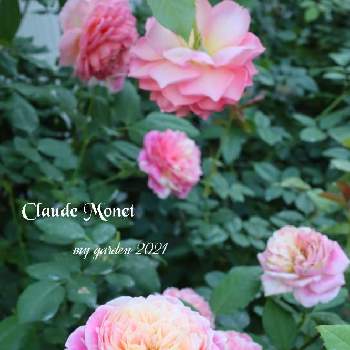 バラ・クロードモネの画像 by モコママさん | 薔薇♪とバラを楽しむとばら バラ 薔薇とバラ・クロードモネ