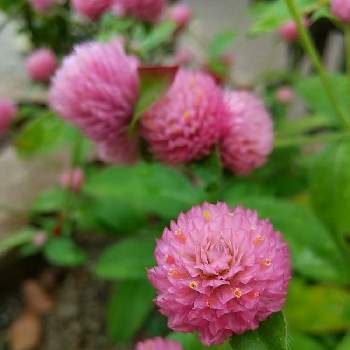 お花の中にお花の投稿画像一覧 Greensnap グリーンスナップ