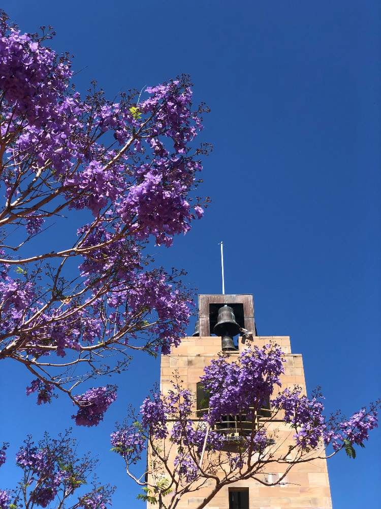 ジャカランダの投稿画像 By クッキーさん オーストラリア ネイティヴプランツとオーストラリアとオーストラリア植物とクッキーワールドと紫色の花と オーストラリア ネイティヴプランツとオーストラリアとオーストラリア植物とクッキーワールドと紫色の花 21月10月5日