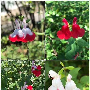 花の色が変化の画像 by mikiさん | 小さな庭とチェリーセージ・ホットリップスと花の色が変化
