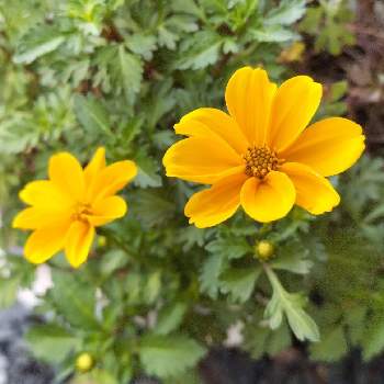 ビデンス ゴールデンエンパイアの画像 by シャボン✿*:･ﾟさん | 小さな庭とビデンス ゴールデンエンパイアと可愛らしいと黄色の花とプランターのお花と可愛らしいお花♡