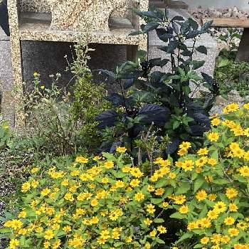 トウガラシ ブラックパールの画像 by pochikoさん | トウガラシ ブラックパールとメランポジウムとガザニアと花のある暮らしとお花大好きと我が家の庭から