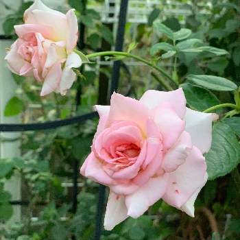 スタンダード仕立ての投稿画像一覧 Greensnap グリーンスナップ